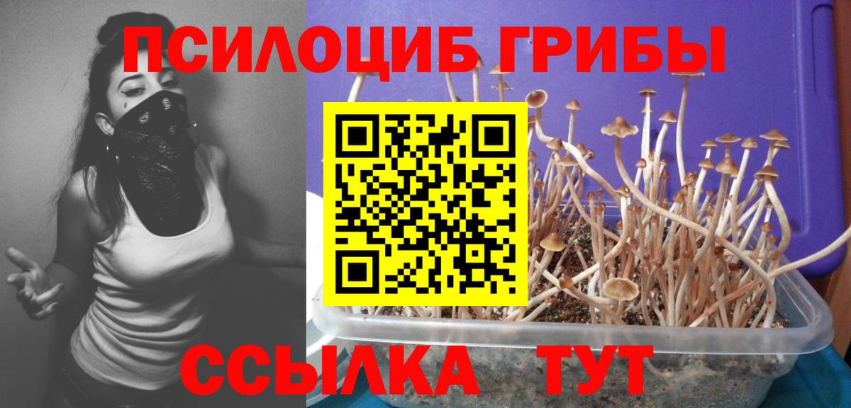 Псилоцибиновые грибы MAGIC MUSHROOMS  Псилоцибиновые грибы MAGIC MUSHROOMS  Северобайкальск  Вход с VPN 